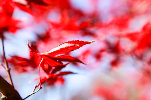 Základová fotografie zdarma na téma bokeh, botanická zahrada, červená