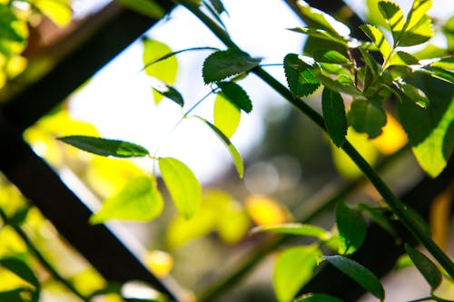 Free stock photo of autumn, backyard, bokeh