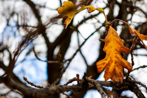 Free stock photo of autumn, backyard, bokeh