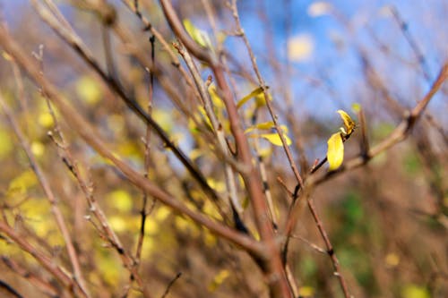 Free stock photo of autumn, backyard, bokeh