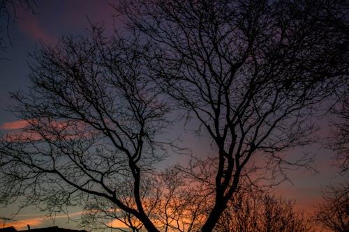 Silhouette Photo Of Bare Tree