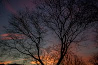 日落时分，充满活力的树枝剪影，营造出戏剧性的自然场景