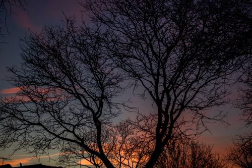 Free Silhouette of tree branches during a vibrant sunset, creating a dramatic natural scene. Stock Photo