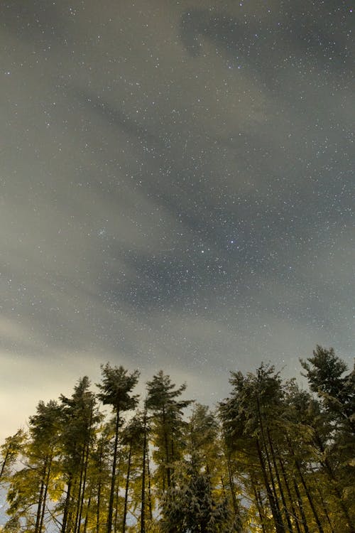 Бесплатное стоковое фото с деревья, живописный, звездное небо