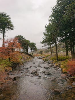 Tranquil autumn scene of a flowing river surrounded by trees in Pino Hachado, Argentina.