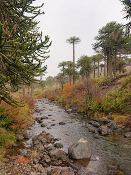 Explore a tranquil stream surrounded by colorful autumn foliage in Neuquén, Argentina.