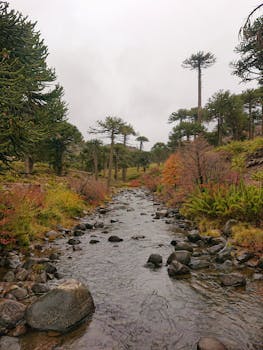 A serene stream flows through a lush Araucaria forest in Pino Hachado, Argentina during autumn.