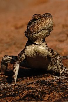 lizard photo