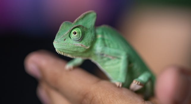 Vibrant green chameleon resting on a person's hand, displaying intricate details.