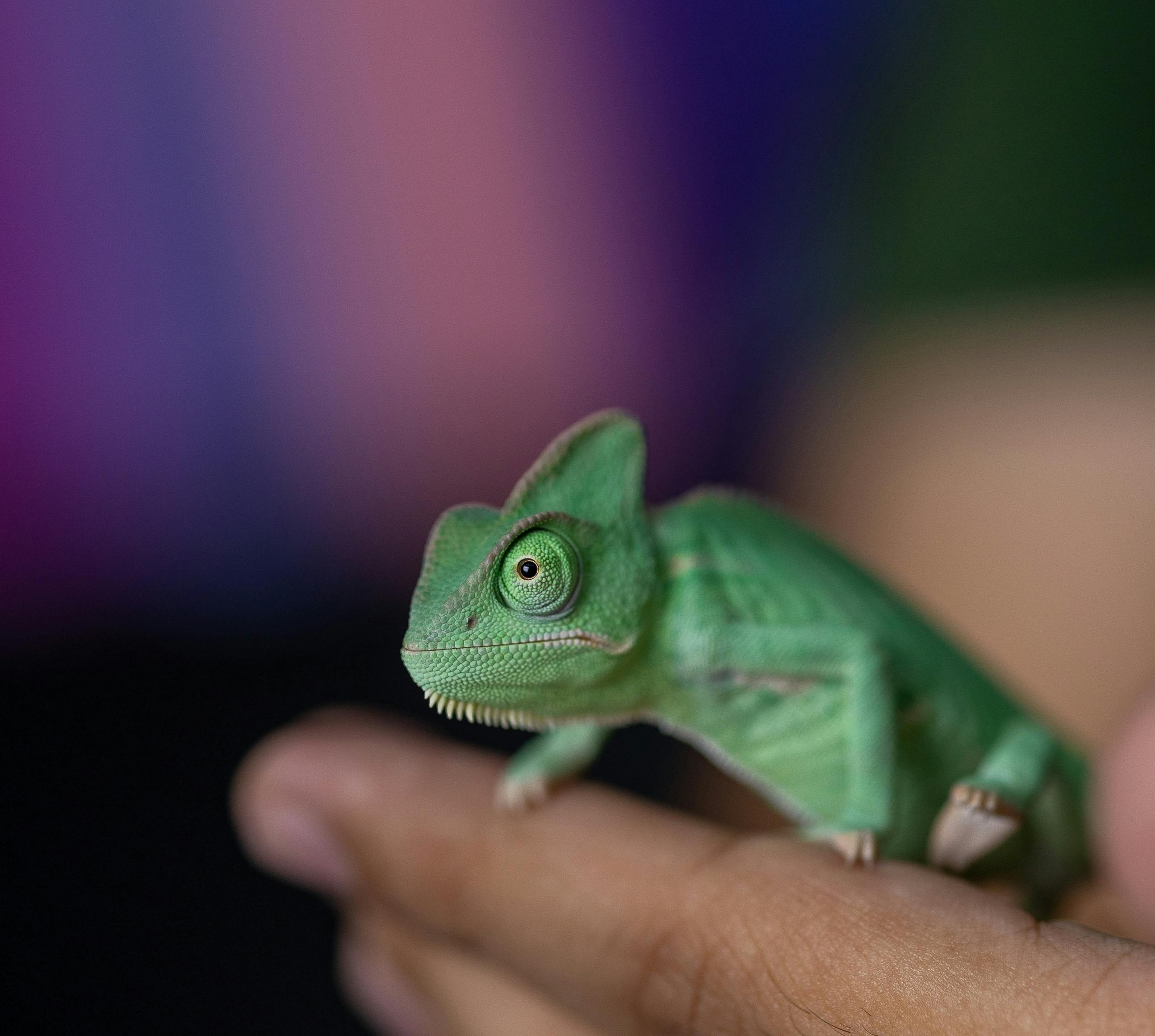 cute baby chameleon
