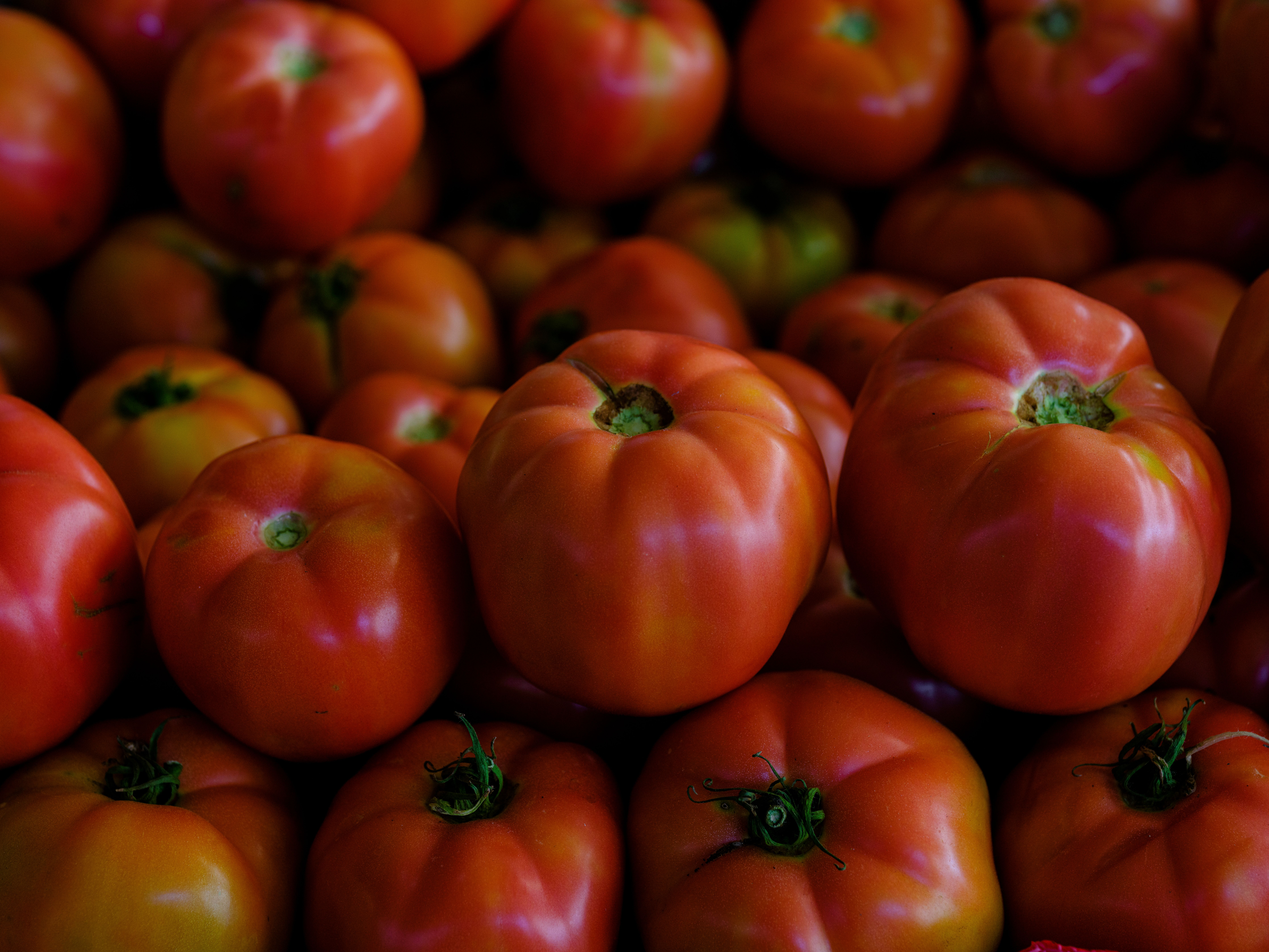 Ripe tomatoes stored on a kitchen counter and in a fridge