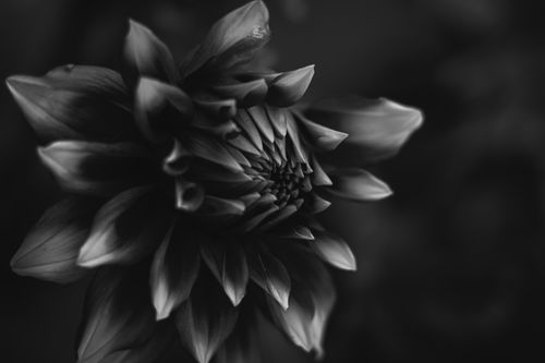 Free Stunning black and white closeup of a blooming flower showcasing intricate petal details. Stock Photo