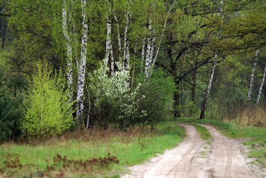 Explore a lush birch forest in Skomlin, Poland, featuring a tranquil dirt path ideal for nature walks.