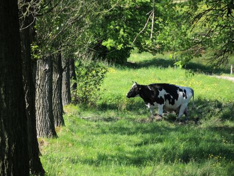 A serene rural scene featuring a lone cow grazing amidst lush green trees and wildflowers.