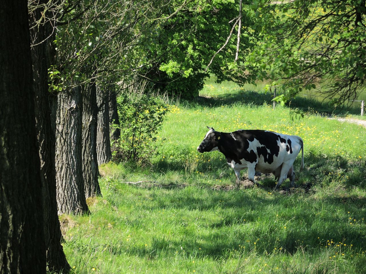 a serene rural scene featuring a lone cow grazing amidst lush green tr