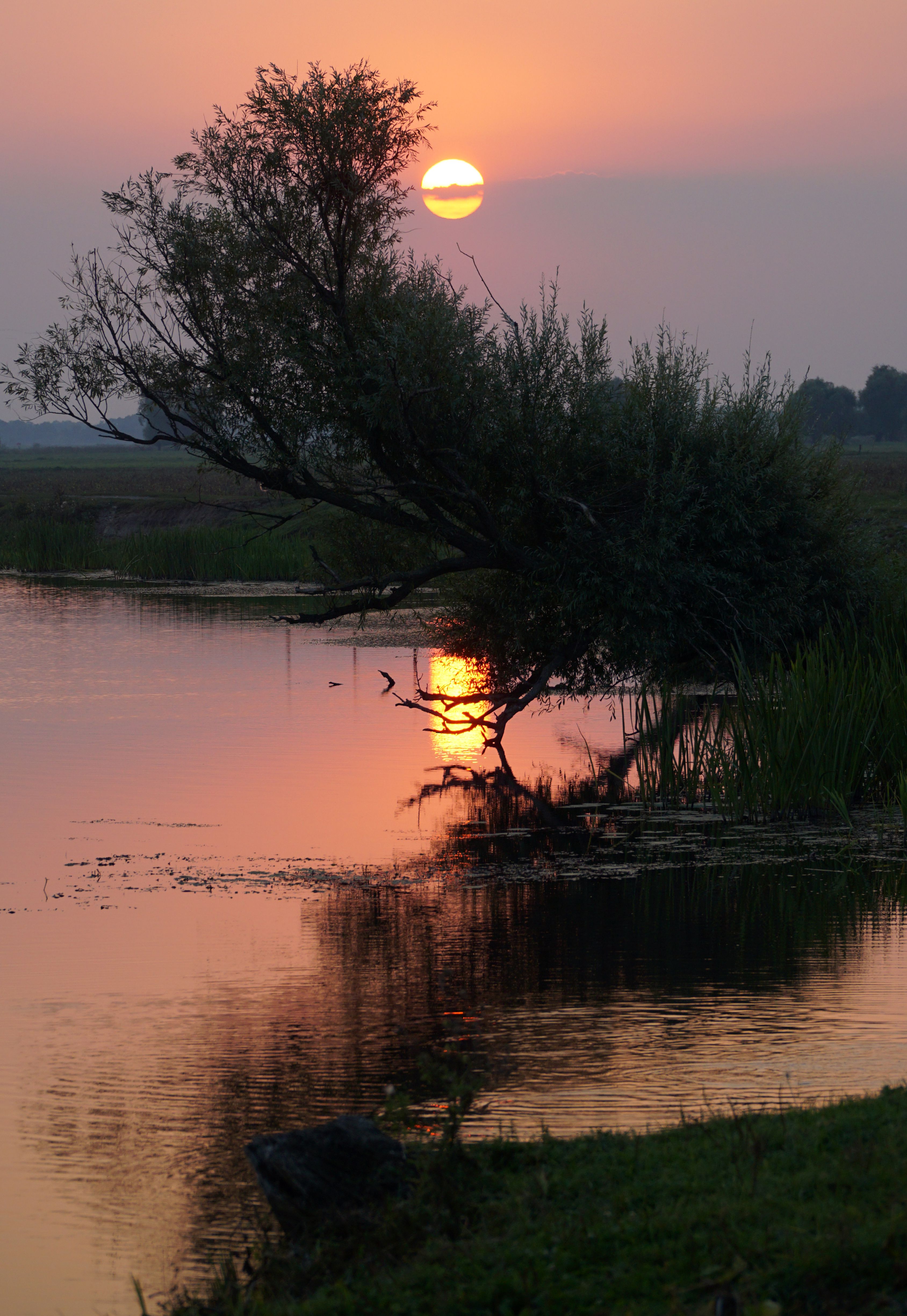 A tree is sitting on the bank of a lake at sunset · Free Stock Photo