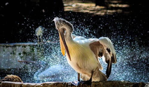grátis Pelicano Branco Em Foto Rasa Foto profissional