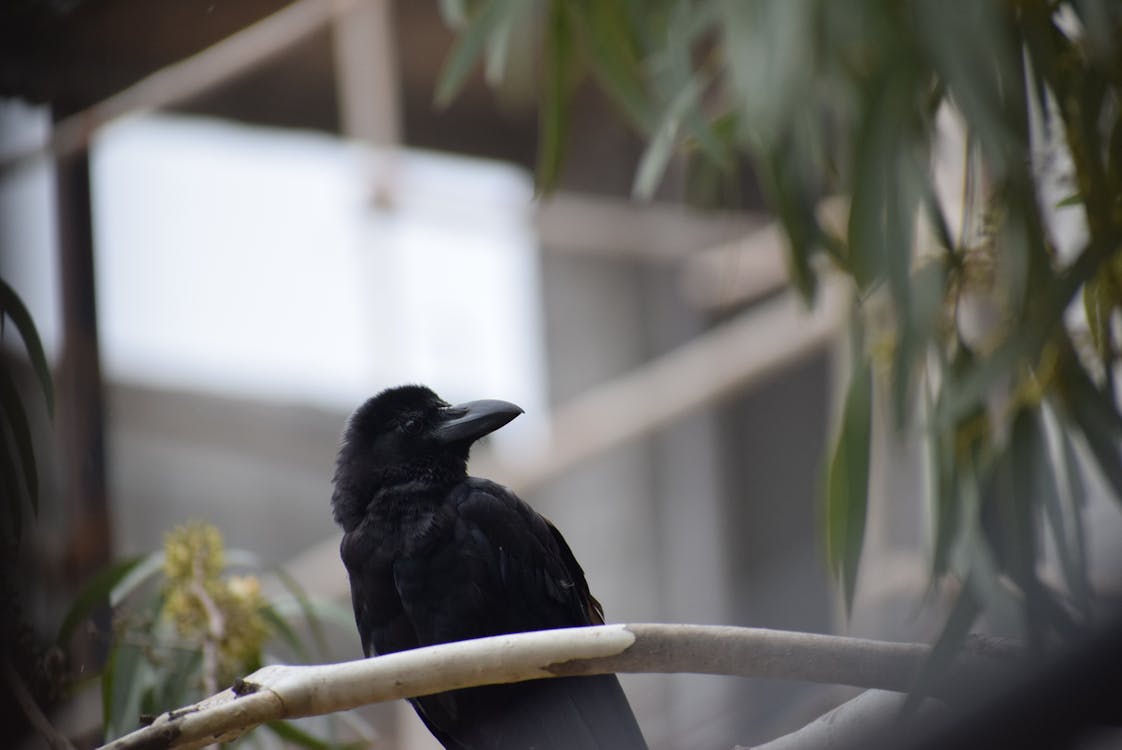 a crow inside the house