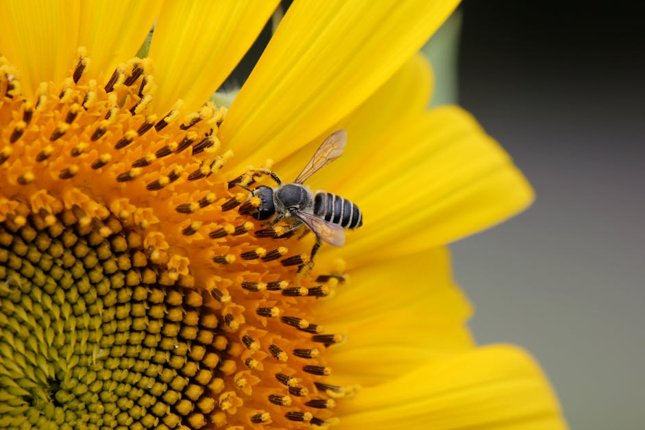 Free stock photo of bee, flower, pollen