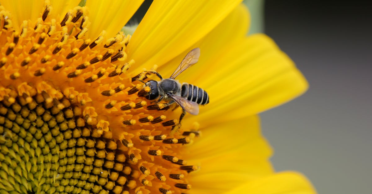 Free stock photo of bee, flower, pollen