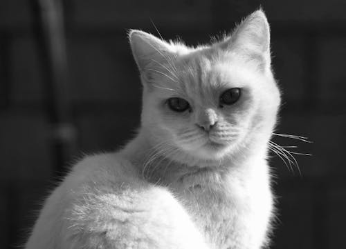 Black and White Picture of a Kitten 