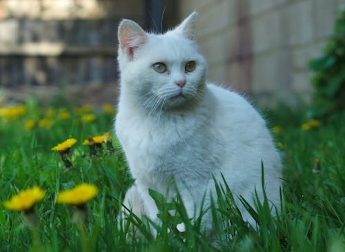 Beyaz kedi, çekilmiş, Çiçekler içeren Ücretsiz stok fotoğraf