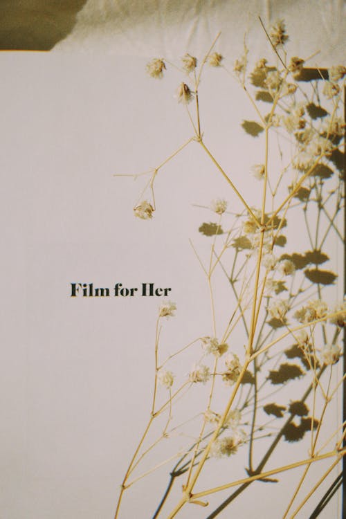 Foto d'estoc gratuïta de fons blanc, pel lícula per a ella, plantes
