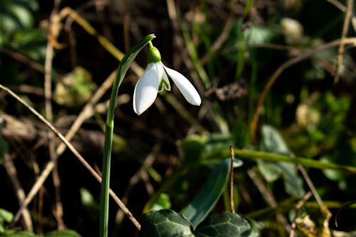 Ilmainen kuvapankkikuva tunnisteilla galanthus, jousi, kaunis luonto