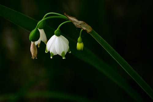 Ilmainen kuvapankkikuva tunnisteilla galanthus, jousi, kaunis luonto