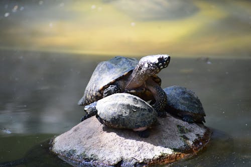 Free Tortue Grise Stock Photo