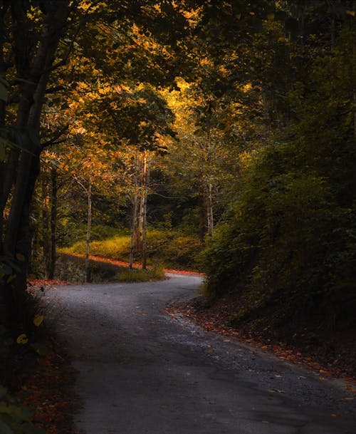 Autumn Trees around Road in Forest