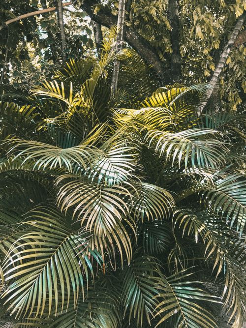 Free Close-up view of palm leaves in a vibrant tropical forest setting. Stock Photo