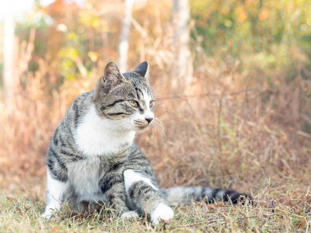 おもしろい ネコ 動物の無料の写真素材