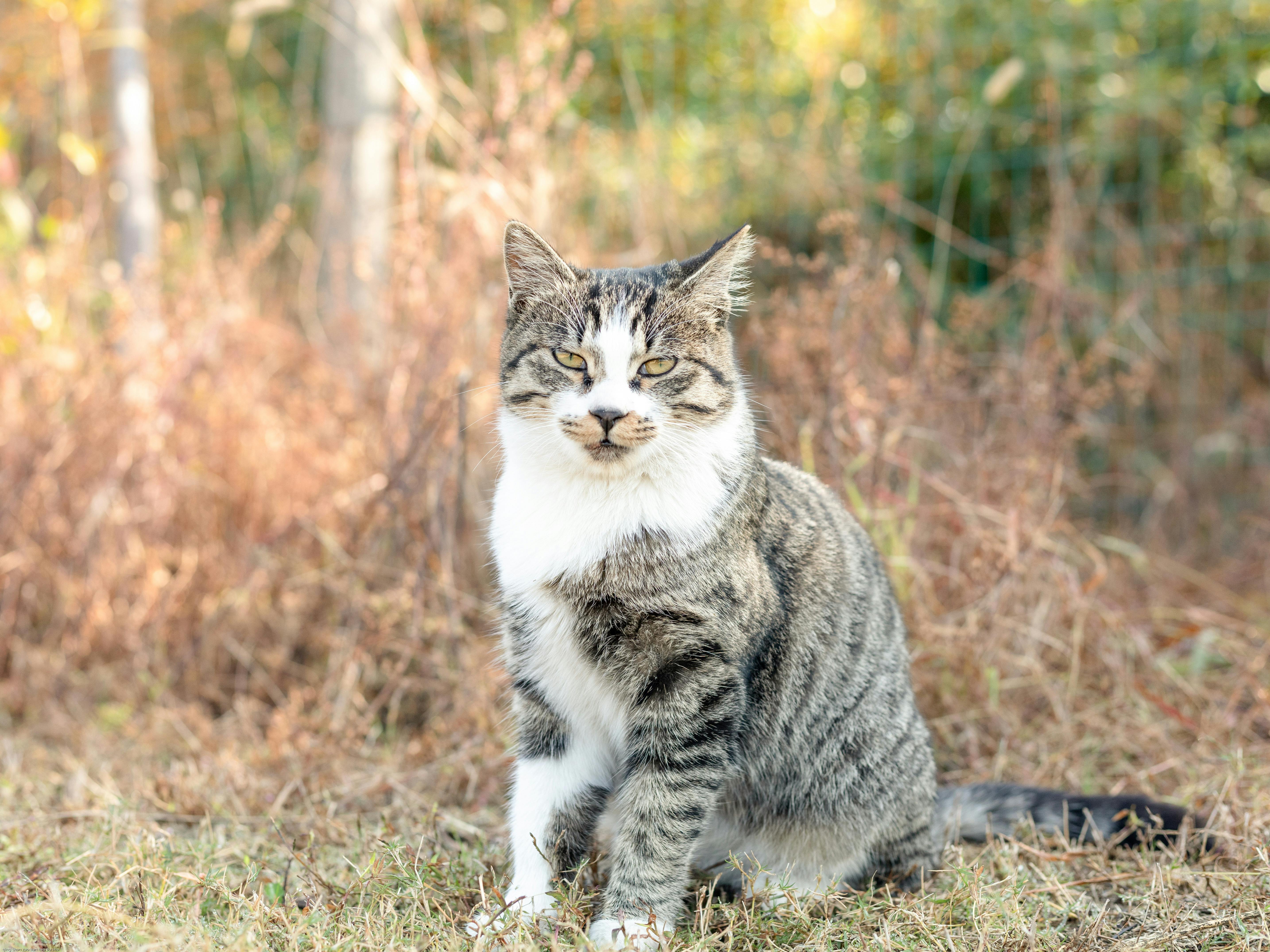 おもしろい ネコ 動物の無料の写真素材