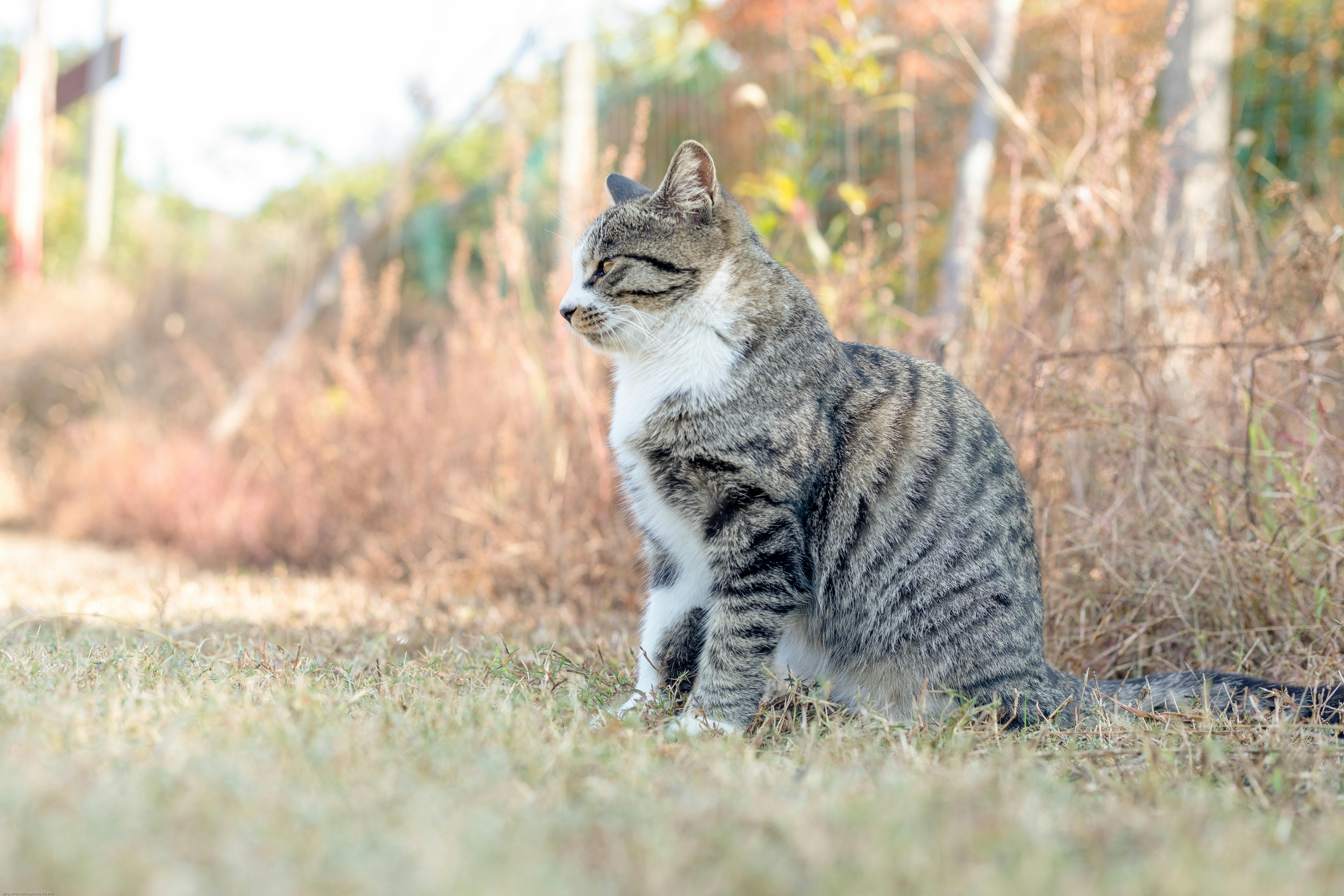 印刷可能 おもしろ 動物 画像 フリー 動物 おもしろ 画像 フリー Josspicturectlmo