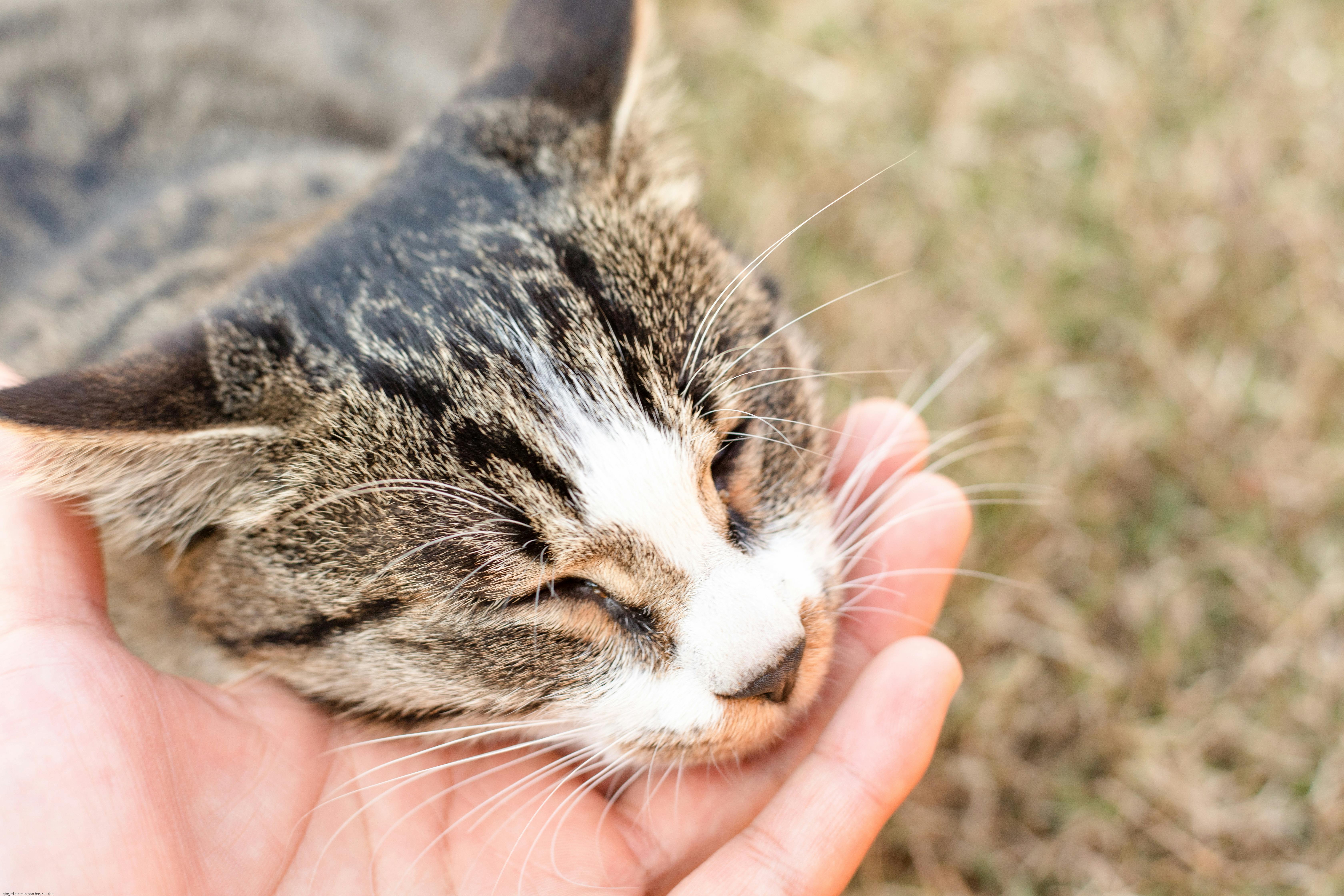 おもしろい ネコ 動物の無料の写真素材