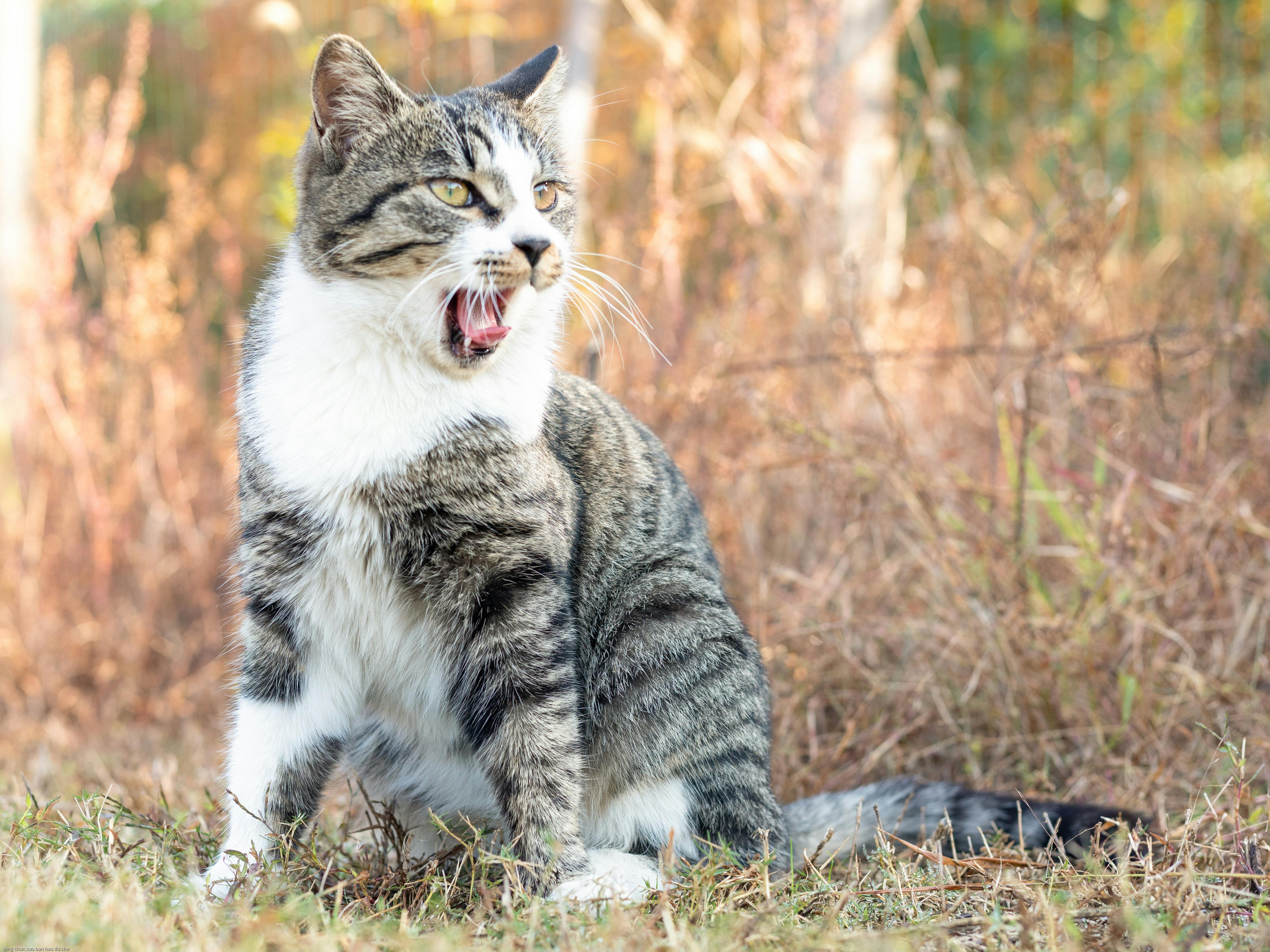 おもしろい ネコ 動物の無料の写真素材