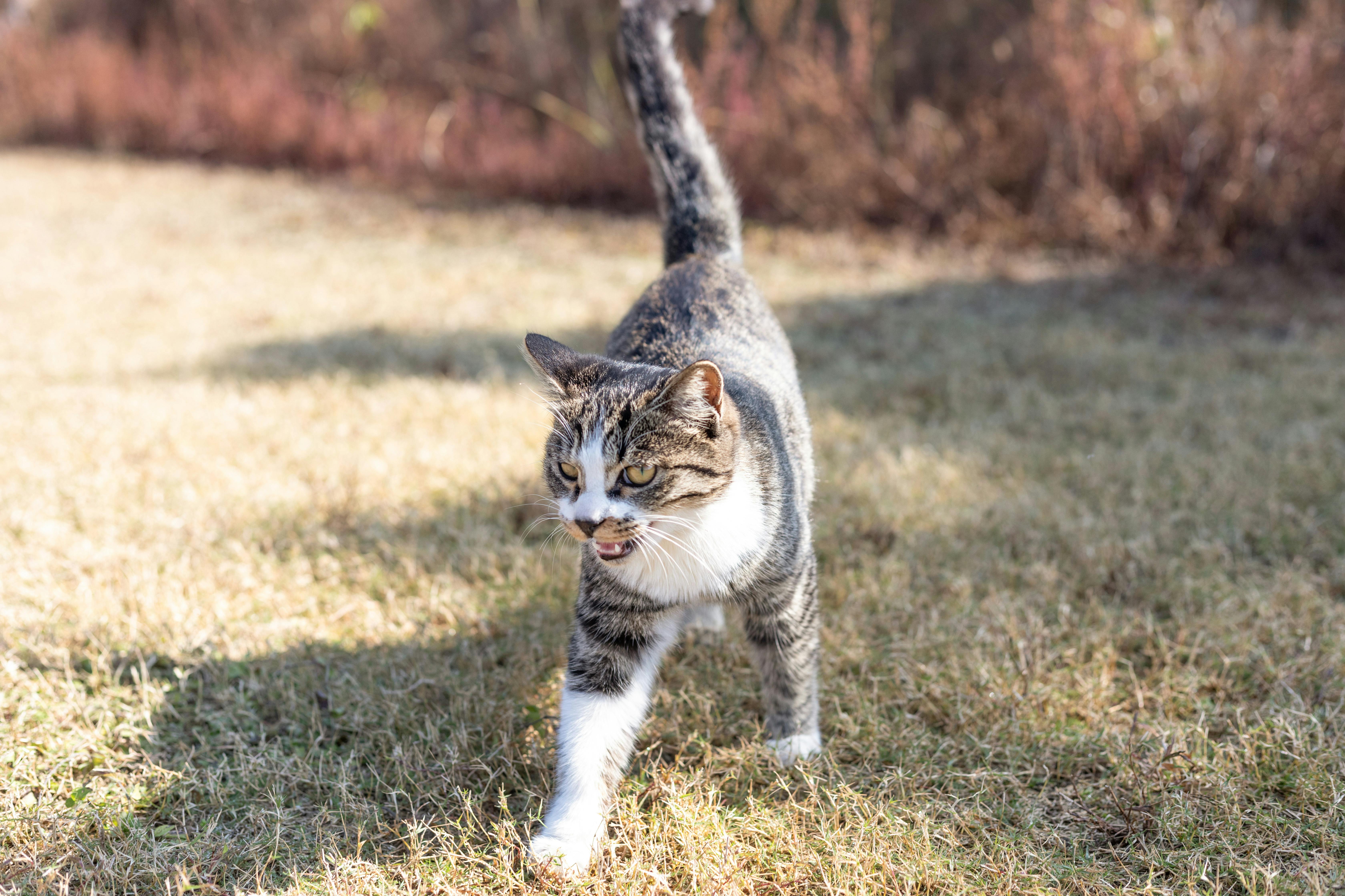 おもしろい ネコ 動物の無料の写真素材