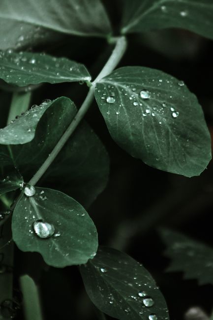Detailed view of green leaves with water droplets after rain, highlighting natural textures.