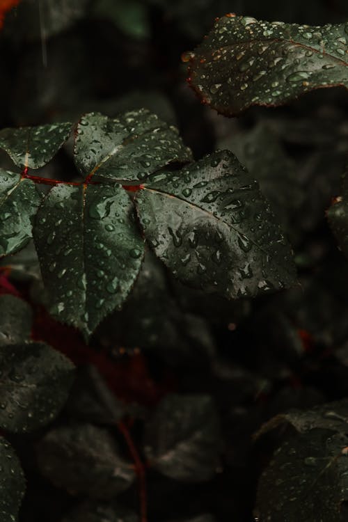 Raindrops on Leaf