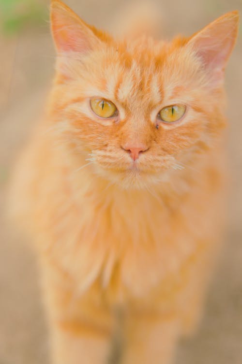 Fotos de stock gratuitas de animal, cabeza, de cerca