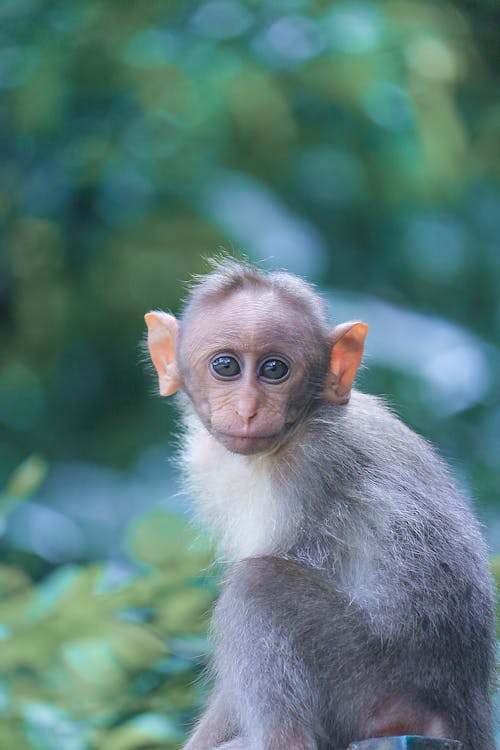 무료 회색 원숭이의 초점 사진 스톡 사진