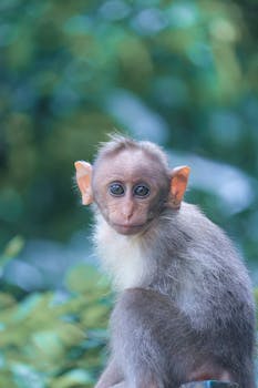 一只可爱的年轻猕猴在郁郁葱葱的户外绿意中直视镜头