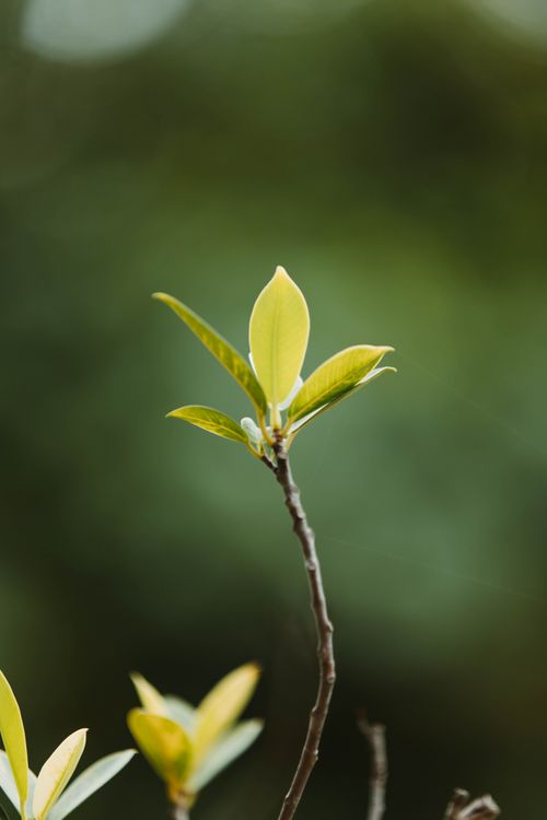 Free Detailed close-up of a budding plant with vibrant green leaves against a blurred natural background. Stock Photo