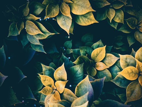 Ilmainen kuvapankkikuva tunnisteilla kasvi, lehdet, vihreä