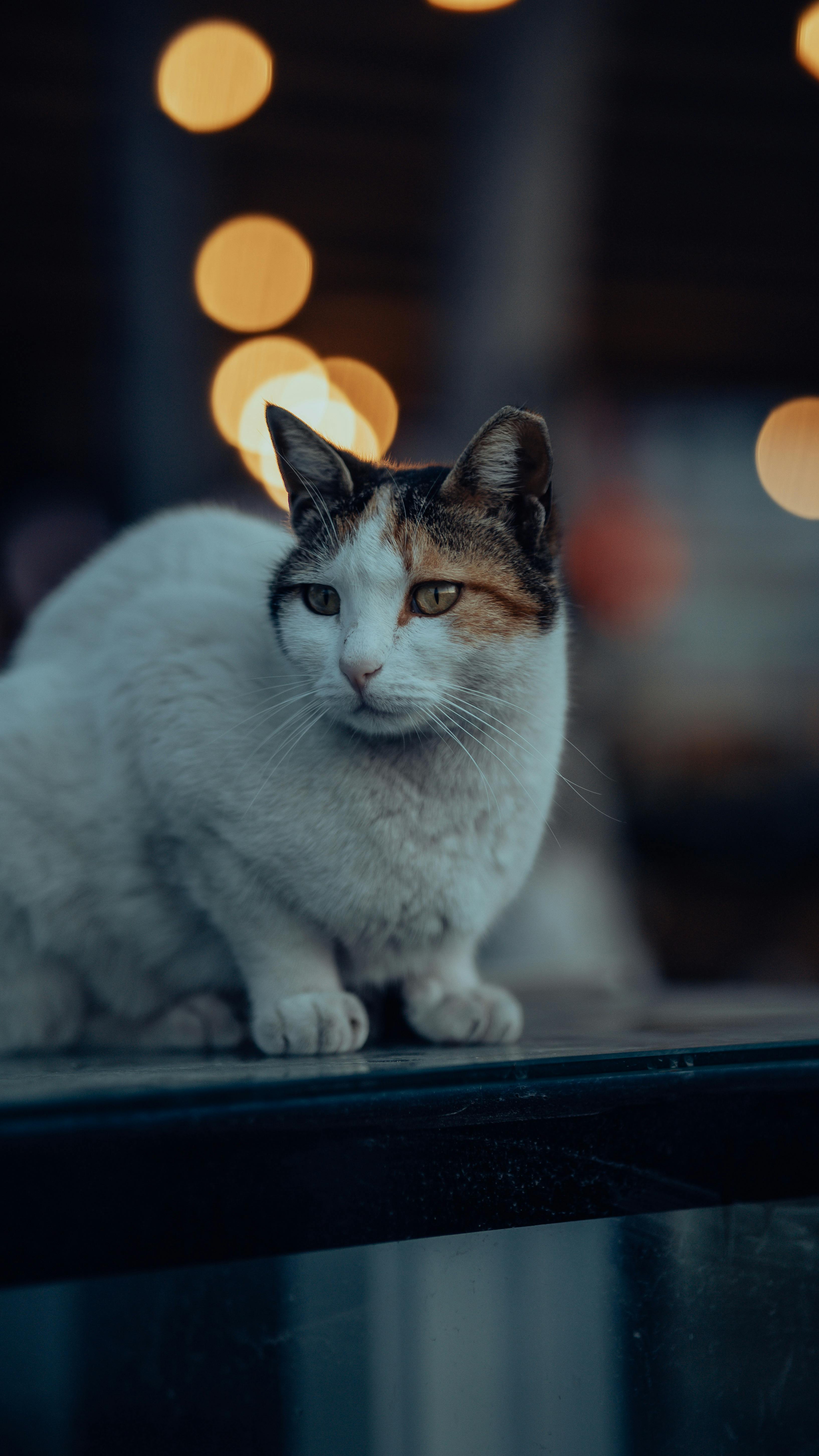 close up of cat