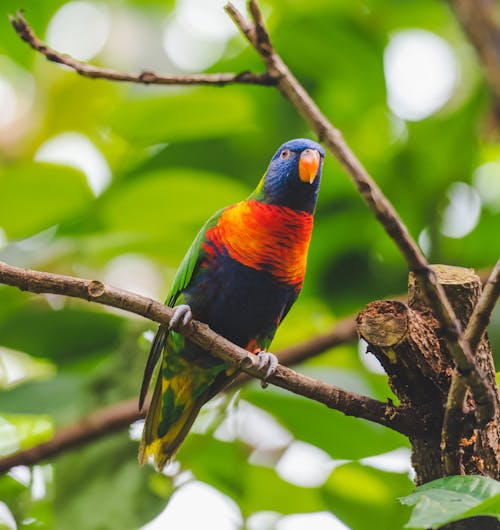 Colorful Parrot in Nature