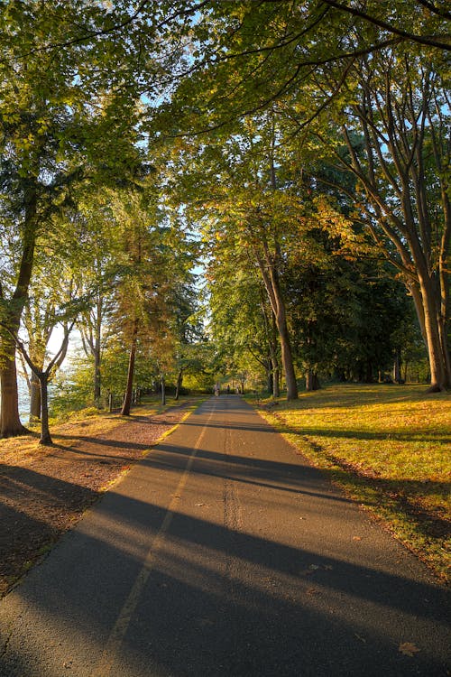 Free stock photo of path, sunset, trees