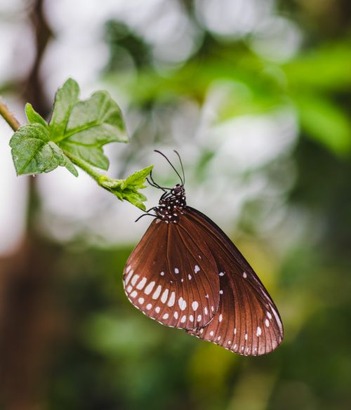 Free Close-up of a Common Crow butterfly on a green leaf in natural habitat. Stock Photo