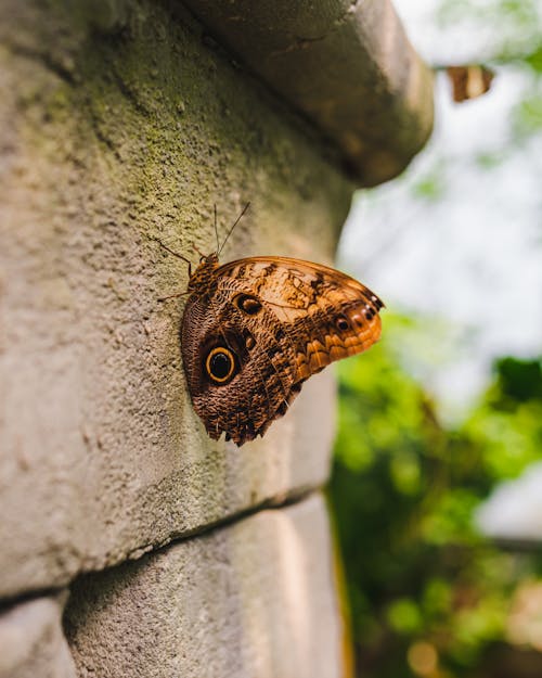 Beautiful Owl Butterfly